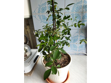 IMG 20220726 173935.jpg