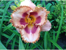 ���� ����