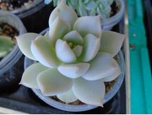 DSC07393.JPG �������� - 100