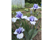 ������ 200 ���