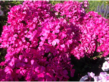 ������ ����������