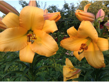 ����������