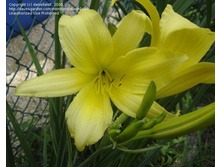 ����� �������(���)