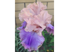 IMG 20220630 121918.jpg