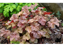 ������� ���� ���.jpg