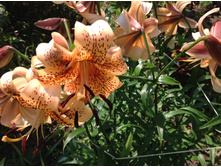 ������ �����