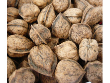 ������� ������������