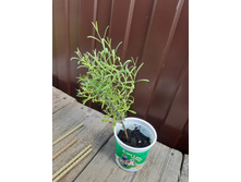 ������� ����������� ��������. ���� 150�