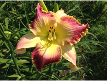 ����� �������