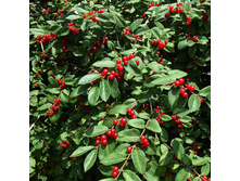 ��������� ����������.jpg