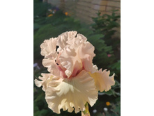 IMG 20220624 163936.jpg