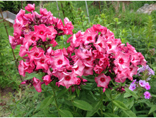 ��������� �����