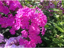 ����� ��������