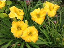 �� ��� (����������)