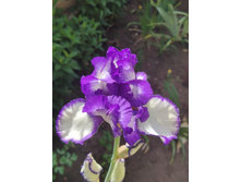 IMG 20220628 083428.jpg