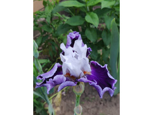 IMG 20220623 122338.jpg