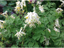 �������� �����