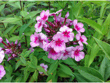 ������ ����