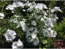 ������ ����������� ����� ��������������