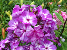 ���� ������