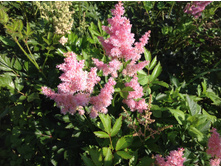 ��� ����