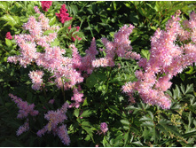 ���� ��� ����