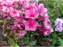 ����� ����