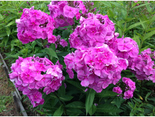 ����� ����