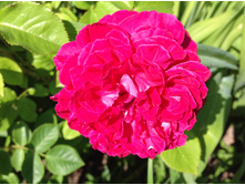 ����� �������