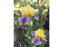 ����� ������ 200 ���