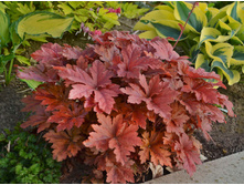 ����������� �������� 1.jpg