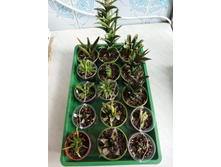 IMG 20220726 174806.jpg