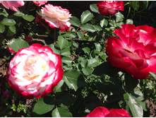 ������ ������ ������