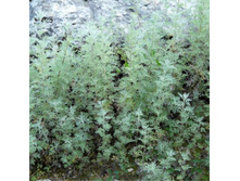 ������ ����������.jpg