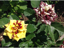 ����������