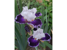 IMG 20220627 193518.jpg