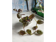 IMG 20220726 173223.jpg