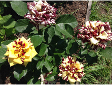 ����������