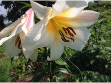 ������ ������