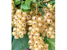 ��������� ����� ����� ���, �5, 350 ���