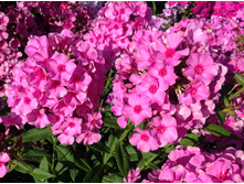 ��������� �������