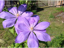 ���� ����������