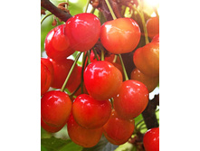 ������� ���� ������, �2/3, 550 ���