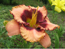 ������ �������(���)