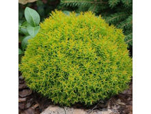 ��� �������� ������.jpg