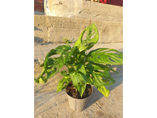 �������� ����� �����