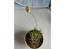 IMG 20220726 175002.jpg