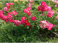 ���� �������������� ������