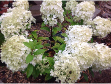 ���� �����.jpg