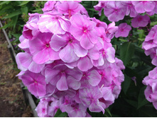 ����� ����